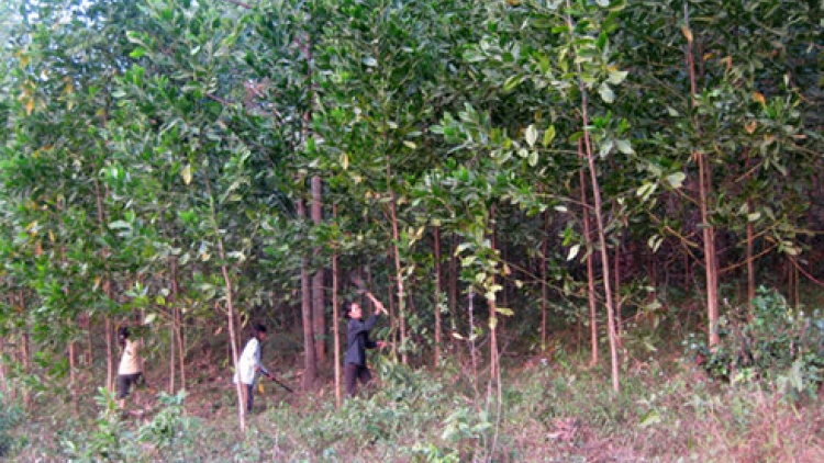 Đầu tư trồng rừng, tạo sức bật cho lâm sản Việt (23/2/2019)