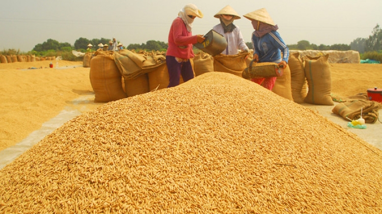 Giá lúa tại Đồng bằng sông Cửu Long lại rơi vào điệp khúc chờ "giải cứu", sau 2 năm thành công liên tiếp (19/2/2019)