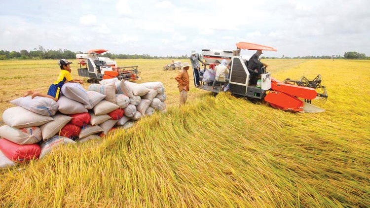 Giải cứu lúa gạo ở Đồng bằng Sông Cửu Long, có phải chỉ là giải pháp tình thế? (22/2/2019)