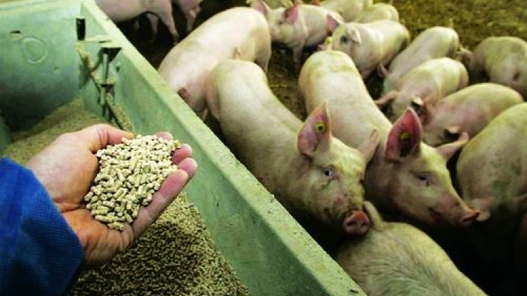 Hướng đến không sử dụng kháng sinh trong chăn nuôi (3/2/2019)