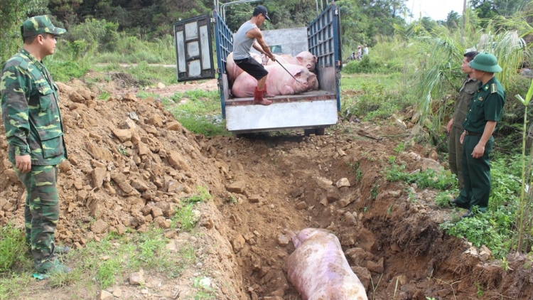 Công tác dập dịch và những khuyến cáo của cơ quan chức năng hiện nay sau khi phát hiện ổ dịch tả lợn châu Phi tại 2 tỉnh Hưng Yên và Thái Bình (20/2/2019)