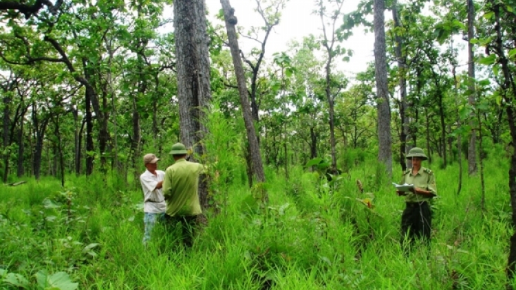 Thực trạng quản lý và bảo vệ rừng - những điều tiếp tục phải làm trong năm mới (1/2/2019)