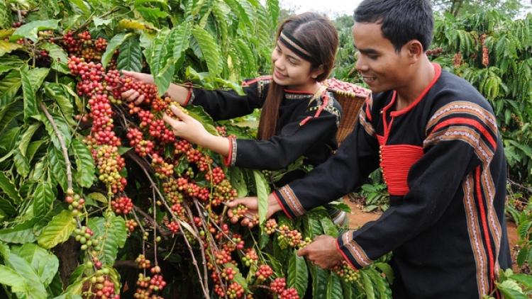 Tại Hội thảo phát triển cà phê đặc sản Việt Nam: các chuyên gia cho rằng, để tiếp tục nâng cao giá trị cà phê Việt Nam – hãy phát triển cà phê đặc sản (Thời sự đêm 10/3/2019)