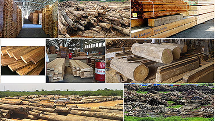 Gỡ khó cho vùng nguyên liệu gỗ (29/3/2019)