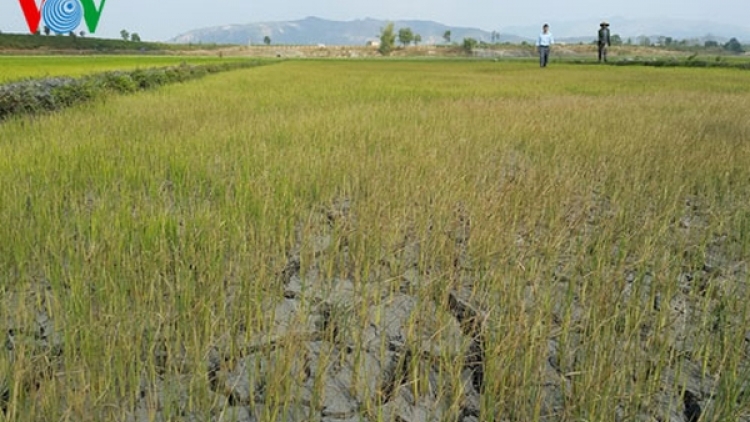 Tây Nguyên phải làm gì để đối phó với diễn biến khô hạn đang ngày một phức tạp? (5/3/2019)