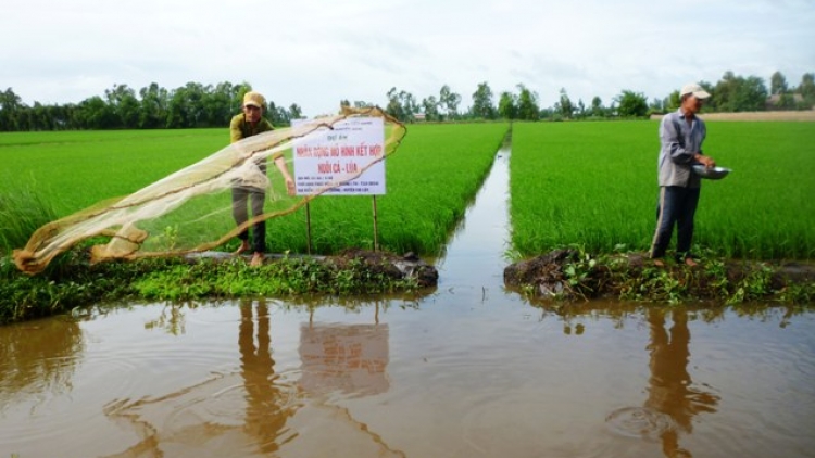 Ứng dụng hiệu quả các công nghệ sản xuất tiên tiến trong nông nghiệp tại tỉnh Hậu Giang (24/4/2019)