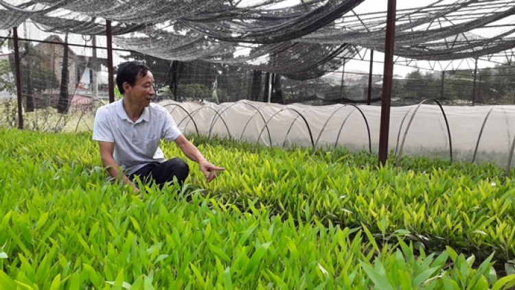 Nâng cao chất lượng giống cây lâm nghiệp (17/4/2019)