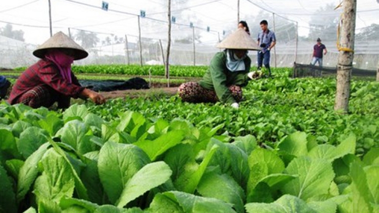 Giải pháp nào để thúc đẩy phát triển nông nghiệp hữu cơ ở Việt Nam (4/4/2019)