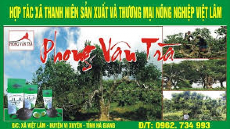 Dự án trà Phong Vân và ước mơ chấm dứt tình trạng bán trà nguyên liệu thô giá thấp (21/4/2019)