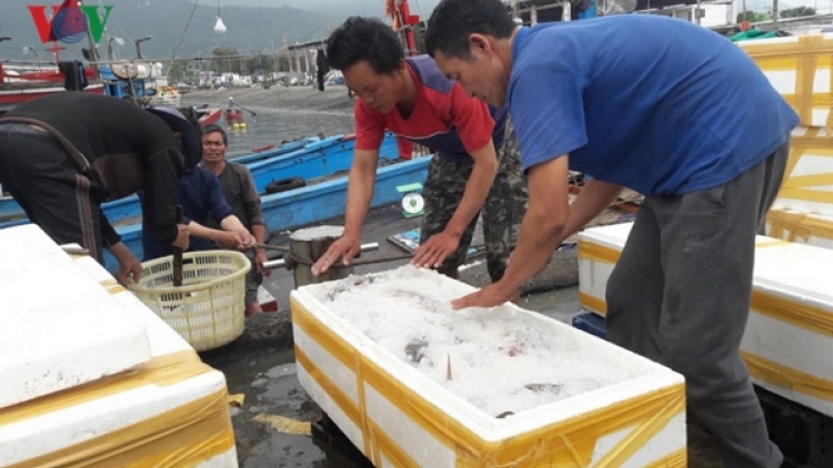 Bộ Nông nghiệp và Phát triển nông thôn bàn giải pháp cấp bách khắc phục thẻ vàng của Ủy ban Châu Âu đối với thủy sản Việt Nam. (Thời sự chiều 23/4/2019)