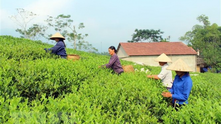 Giải pháp phát triển thương hiệu chè (23/4/2019)