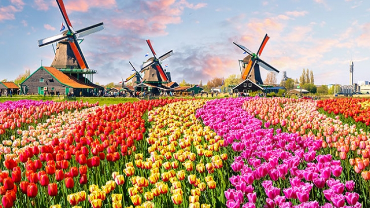 Thiên đường hoa tulip Keukenhof tuyệt đẹp của Hà Lan (6/4/2019)