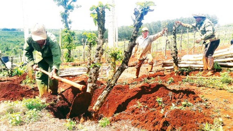 Nông nghiệp Tây Nguyên - Tìm động lực cho giai đoạn mới (13/5/2019)