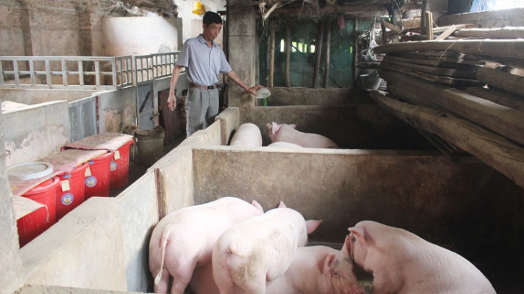 THỜI SỰ 21H30 ĐÊM 16/5/2019: Nhiều địa phương gặp khó khăn trong thực hiện các biện pháp phòng, chống dịch tả lợn châu Phi.