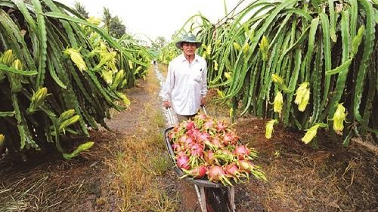 Sản xuất sản phẩm theo tiêu chuẩn - Hướng đi bền vững cho nhà nông đồng bằng sông Cửu Long (22/5/2019)