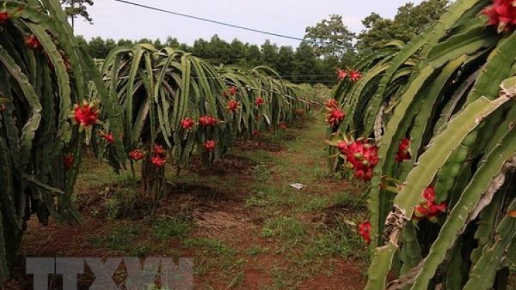 Kinh nghiệm xây dựng vùng nguyên liệu của các doanh nghiệp tại địa phương (15/5/2019)