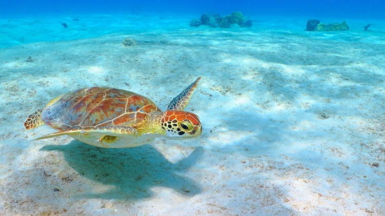 Những biện pháp mà chính phủ Mexico áp dụng để bảo vệ chất lượng hệ sinh thái ven biển (27/5/2019)