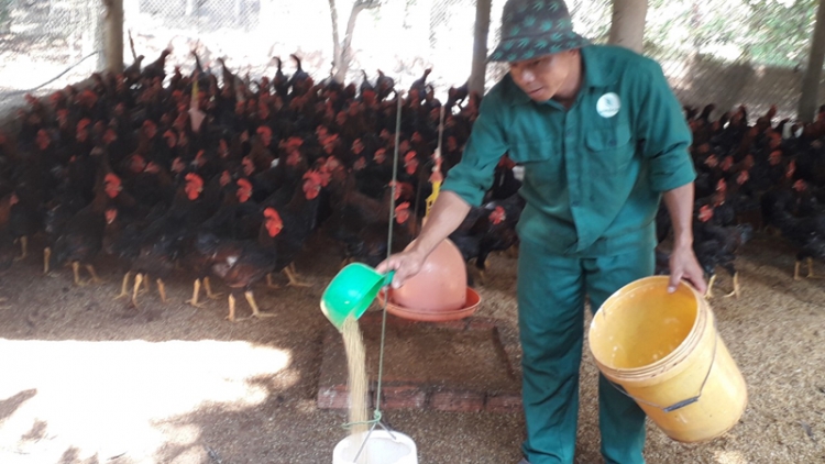 Gà thịt tăng giá, nông dân tại Bà Rịa – Vũng Tàu phấn khởi tăng đàn (10/5/2019)