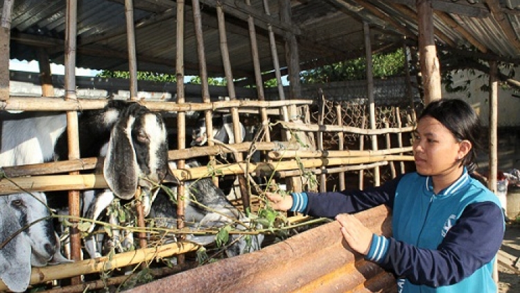 Mô hình liên kết chuỗi trong chăn nuôi: Tận thu phụ phẩm nông nghiệp, giảm ô nhiễm môi trường (26/6/2019)