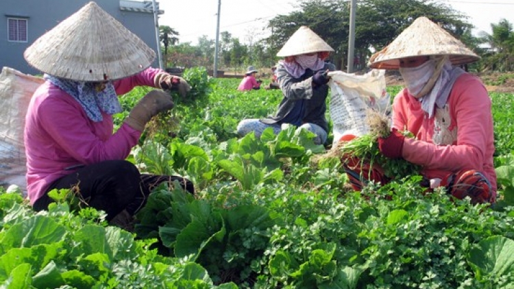 Loạt bài: Làm gì để Nghị quyết 120 đưa đồng bằng sông Cửu Long "cất cánh"? Bài 1: "Những mô hình mới, cách làm hay thích ứng với biến đổi khí hậu" (17/6/2019)