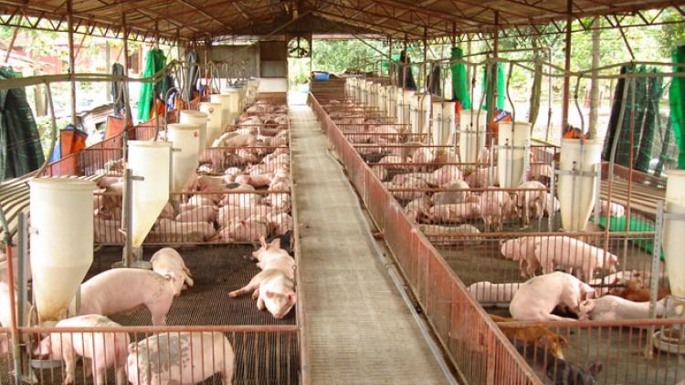 Dịch tả lợn Châu Phi: Dịch bệnh nguy hiểm hay quản lý yếu kém? (13/6/2019)