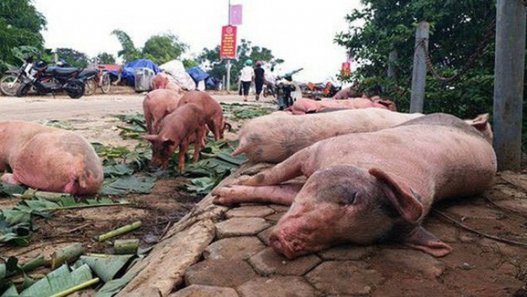 Loạt bài “Dịch tả lợn Châu Phi: Dân thiệt đơn, Nhà nước thiệt kép!”. Bài cuối: "Bất cập trong chính sách hỗ trợ" (17/7/2019)