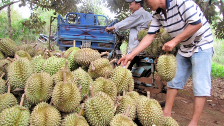 Nguy cơ khủng hoảng thừa khi Đắc Lắc đang rộ lên phong trào nhà nhà trồng sầu riêng với tốc độ tăng diện tích chóng mặt (30/8/2019)