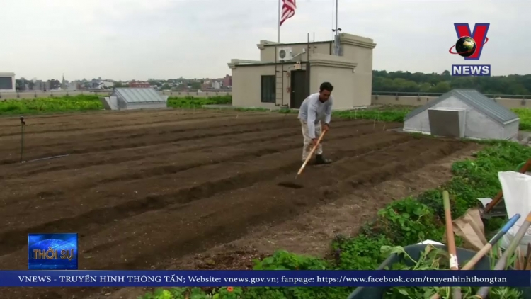 Nông trang trên mái nhà lớn nhất thành phố New York (16/8/2019)