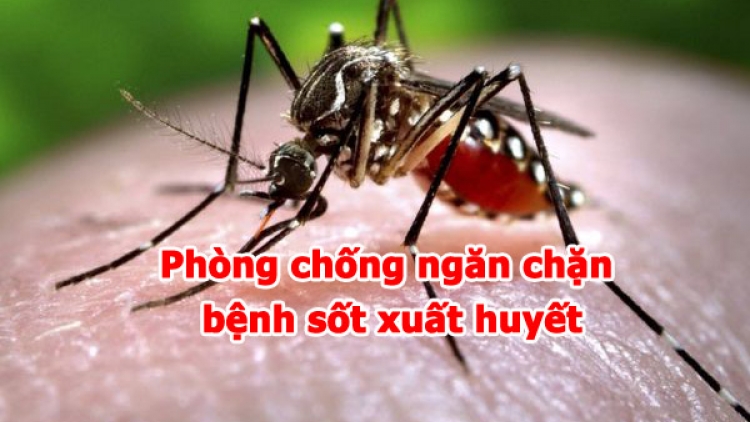 Cách phòng tránh bệnh sốt xuất huyết (12/8/2019)