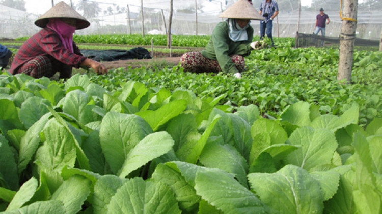 Sử dụng phân bón hữu cơ để có nền nông nghiệp an toàn (29/8/2019)