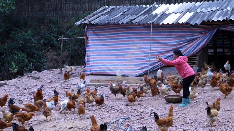 Chăn nuôi nhỏ lẻ và nhận thức trong công tác phòng chống bệnh cúm gia cầm (27/8/2019)