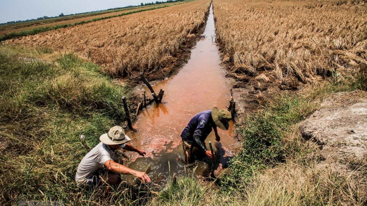 Báo động tình trạng mặn xâm nhập ở các tỉnh đồng bằng sông Cửu Long (4/9/2019)