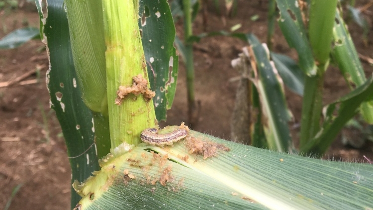 Các giải pháp phòng ngừa sâu keo mùa thu gây hại (10/9/2019)