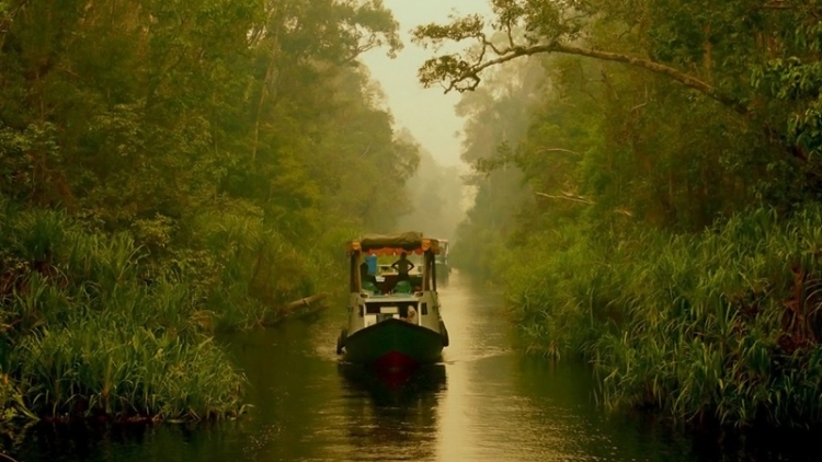 Indonesia chuyển thủ đô có thể gây khủng hoảng mới đối với môi trường sinh thái trên đảo Borneo (10/9/2019)