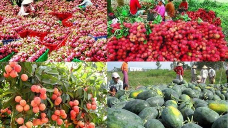 Để nông sản Việt đi theo tín hiệu của thị trường (17/9/2019)