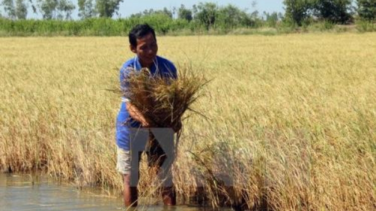 Xâm nhập mặn diễn biến phức tạp - các tỉnh đồng bằng sông Cửu Long “gồng mình” ứng phó hạn mặn (13/1/2020)