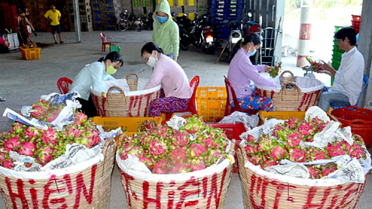 Câu chuyện hội nhập của nông sản Việt (15/1/2020)