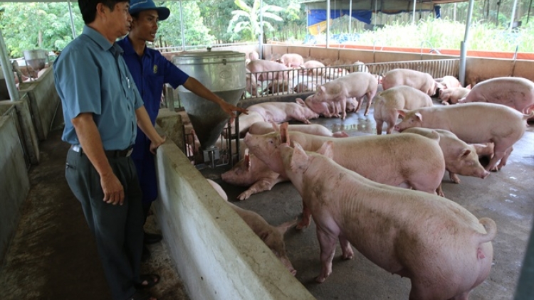 Chăn nuôi lợn: Tái đàn hiệu quả bằng giải pháp an toàn sinh học (9/1/2020)