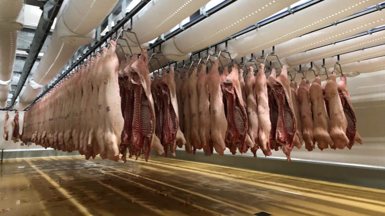 Tăng cường bình ổn giá thịt lợn dịp Tết Nguyên Đán Canh Tý 2020 (17/1/2020)