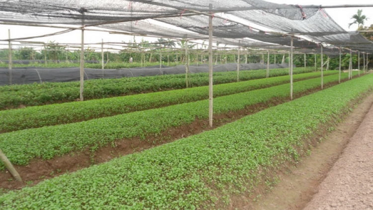 Phát huy hiệu quả "Phong trào nông dân thi đua sản xuất giỏi" (14/1/2020)