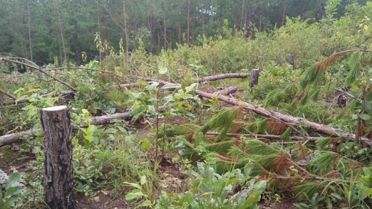 Doanh nghiệp lơ là khiến nhiều diện tích rừng của dự án biến mất (03/10/2020)