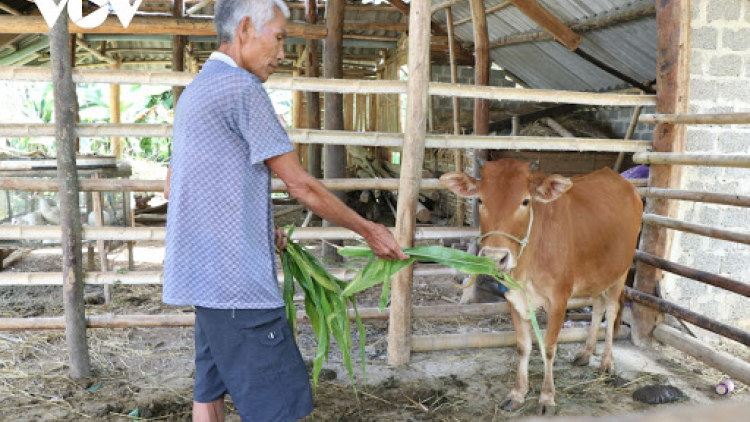 Làm rõ câu chuyện “nhận bò thêm lo” ở Điện Biên (2/11/2020)