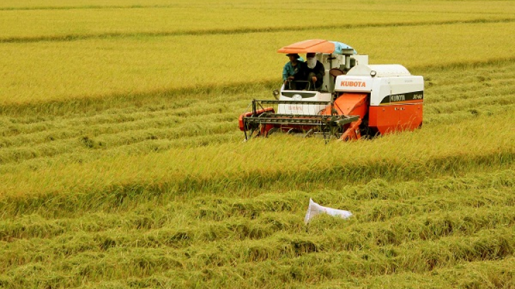 Canh tác lúa thông minh thích ứng với biến đổi khí hậu (24/11/2020)
