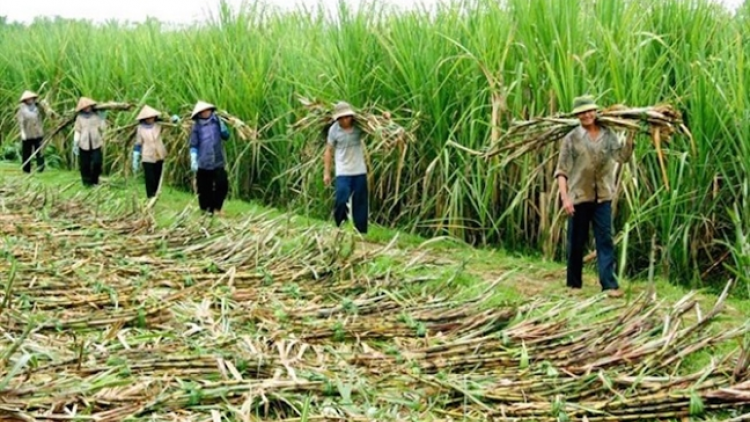 Giải pháp nào gỡ khó cho ngành mía đường Việt Nam trong tình hình mới (05/12/2020)
