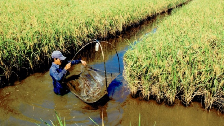 Biến bất lợi thành thuận lợi - những mô hình tiêu biểu tại ĐBSCL thời biến đổi khí hậu (2/12/2020)