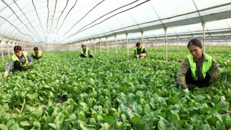 Liên minh HTX Việt Nam hỗ trợ xây dựng chuỗi giá trị sản xuất (18/12/2020)