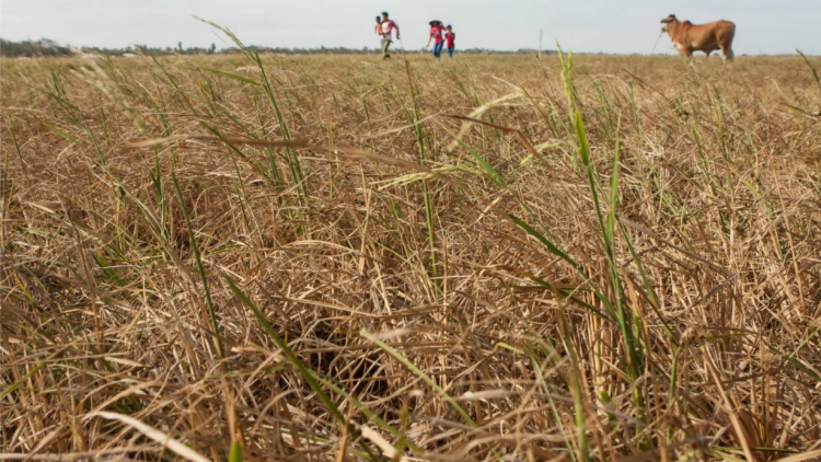Loạt bài "Chuyển đổi tư duy phát triển ĐBSCL". Bài 2 nhan đề "Nặng gánh an ninh lương thực, nông dân nghèo trên vựa lúa" (29/12/2020)