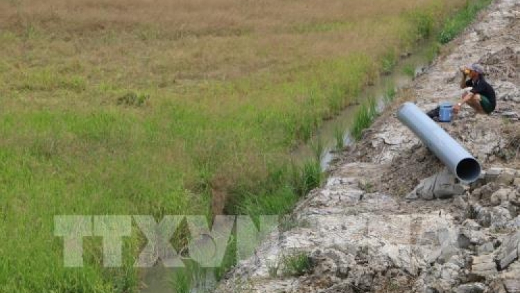 Sản xuất nông nghiệp đồng bằng sông Cửu Long ứng phó với hạn mặn kỷ lục (19/2/2020)