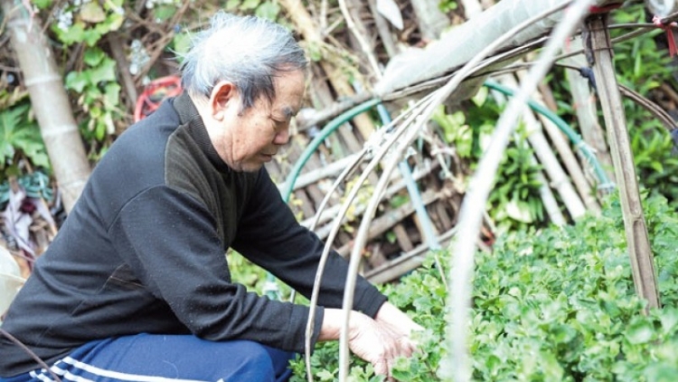 Người “giữ hương” cho làng hoa Ngọc Hà (7/2/2020)