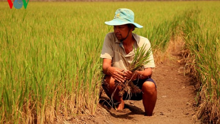 Sống cùng hạn mặn (14/2/2020)